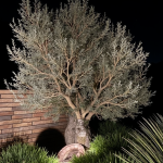 arbre rétro éclairé
